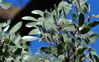 Arctostaphylos pringlei, Pringle Manzanita, Southwest Desert Flora